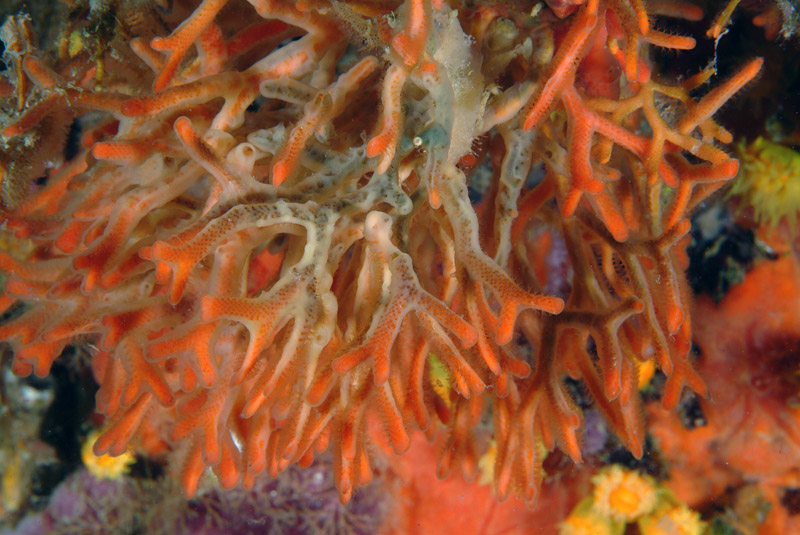 Smittina cervicornis